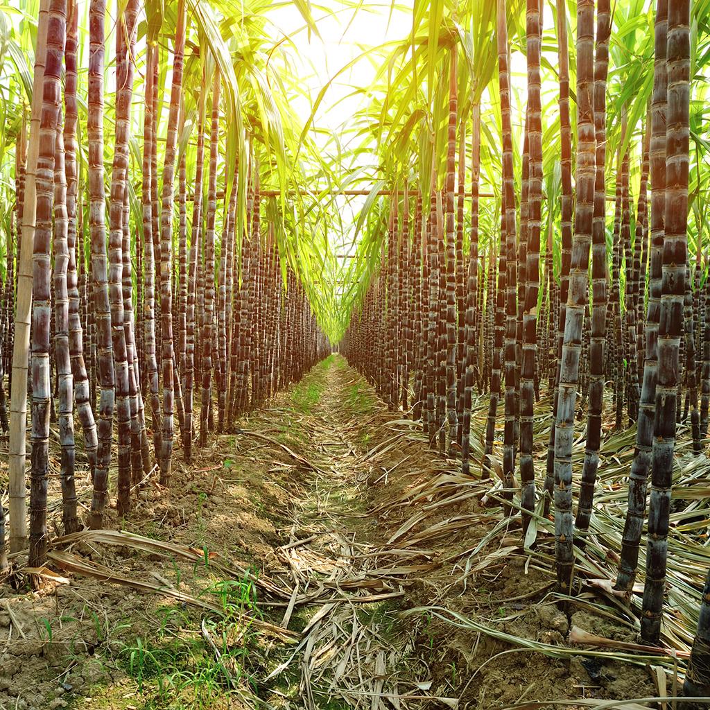 Rainforest Sugarcane Fragrance Oil 295
